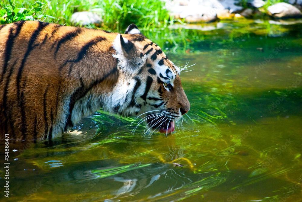 Fototapeta premium Tigerbad