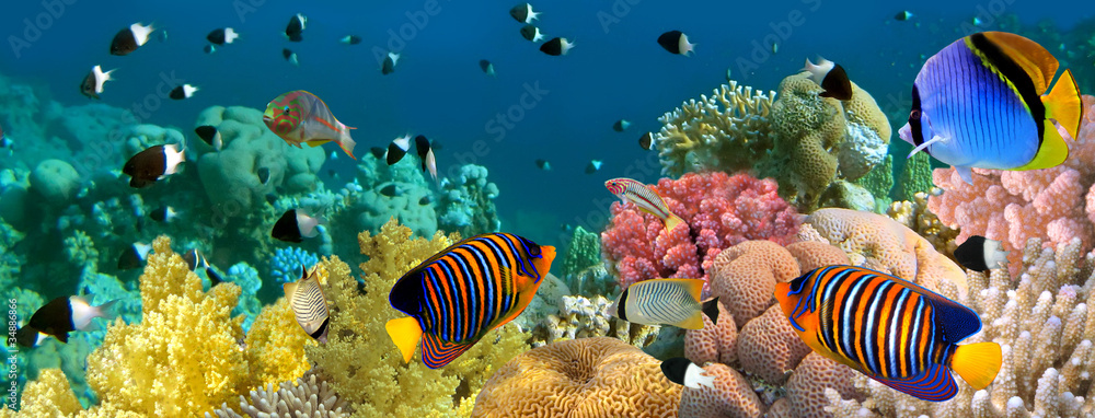 Fototapeta Podwodna panorama z rybkami Anioła, rafą koralową i rybami. Czerwony
