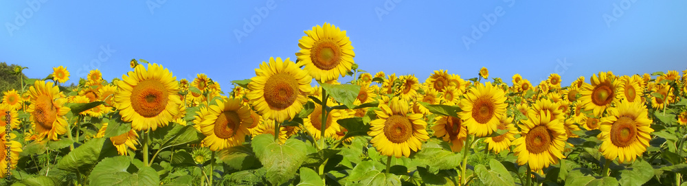 Wonderful panoramic view field of sunflowers by summertime - obrazy, fototapety, plakaty 