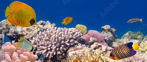 Underwater panorama with Masked Butterfly Fish. Red Sea, Egypt #34886856