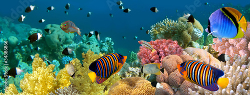Underwater panorama with Angel fish, coral reef and fishes. Red #34886866