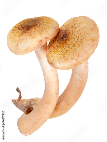 Group of two fresh mushroom