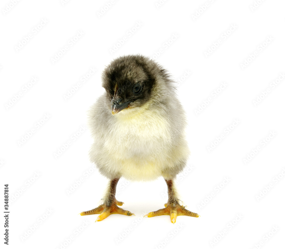 chicken chicken