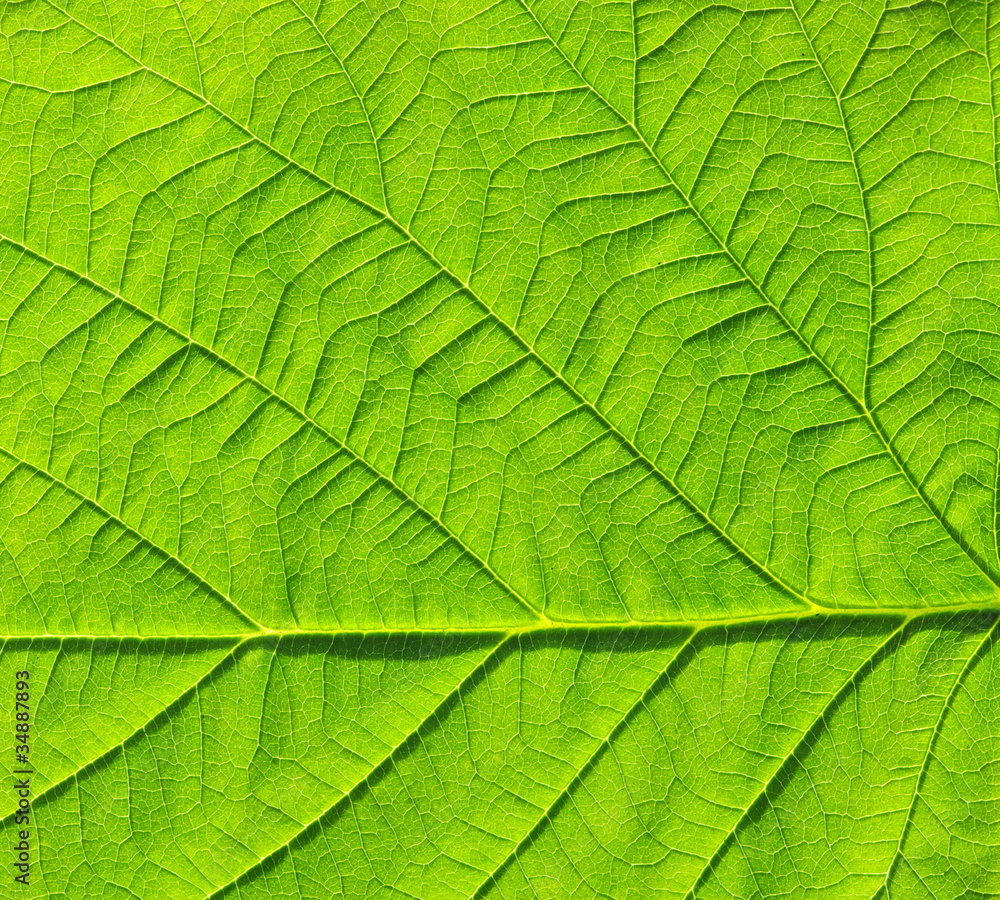 green leaf texture