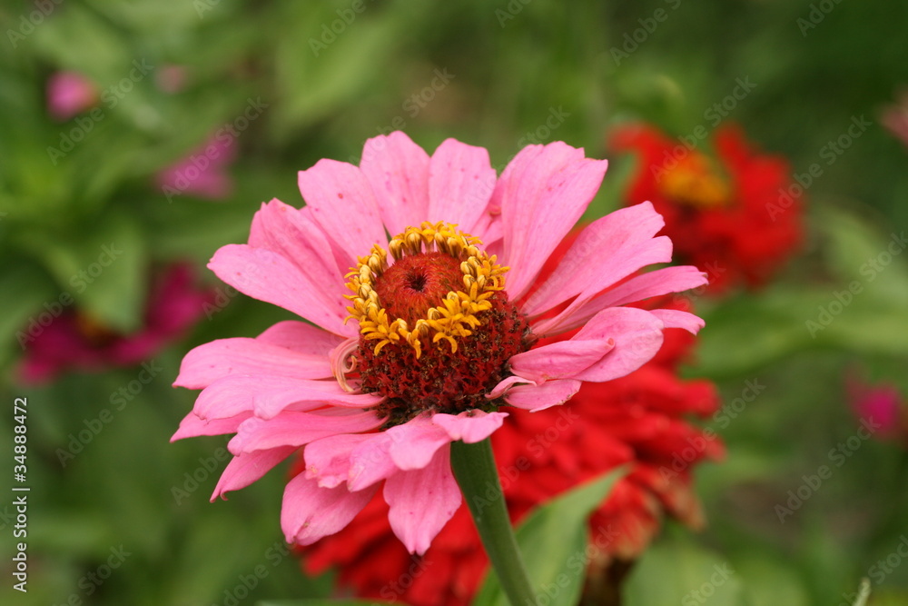 Obraz premium Zinnia