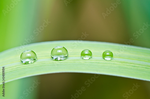 fresh water drops in green nature