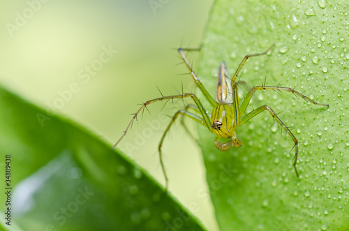 long legs spider in green nature © sweetcrisis