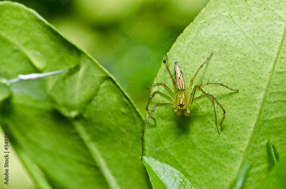 long legs spider in green nature long legs spider in green nature