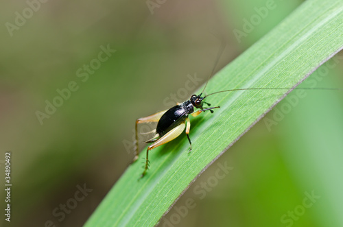 Insect cricket in green nature
