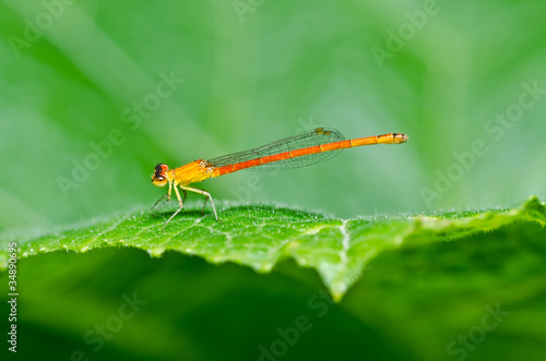 red damselfly or little dragonfly © sweetcrisis