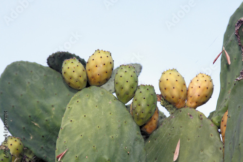 Higos chumbos, opuntia ficus-indica photo