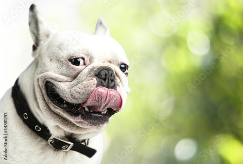 french bulldog