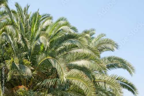 Fototapeta Naklejka Na Ścianę i Meble -  Сrown of palm