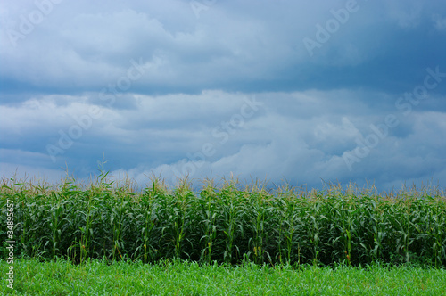 corn field over storm sky