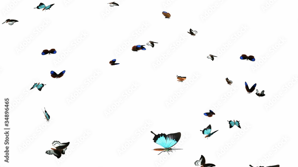 Looping Butterfly Animation. With Alpha Mask Looping Butterfly Animation. With Alpha Mask