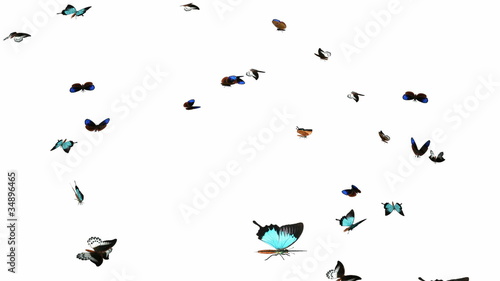 Looping Butterfly Animation. With Alpha Mask