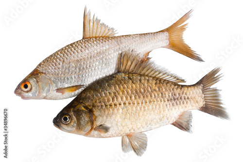 Two raw fishes isolated on a white background