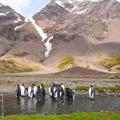 King Penguin Colony  Antarctica