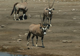 troupeau d'oryx 2