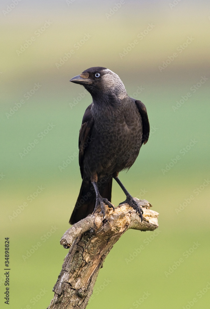 Fototapeta premium Jackdaw bird