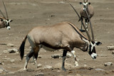 oryx a Etosha 2