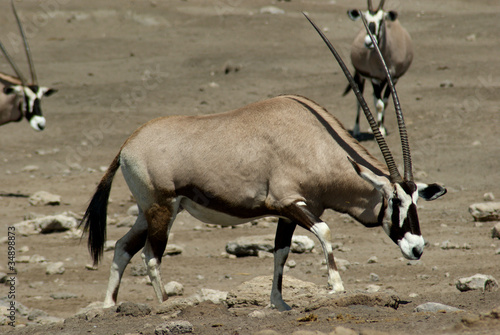 oryx a Etosha 2