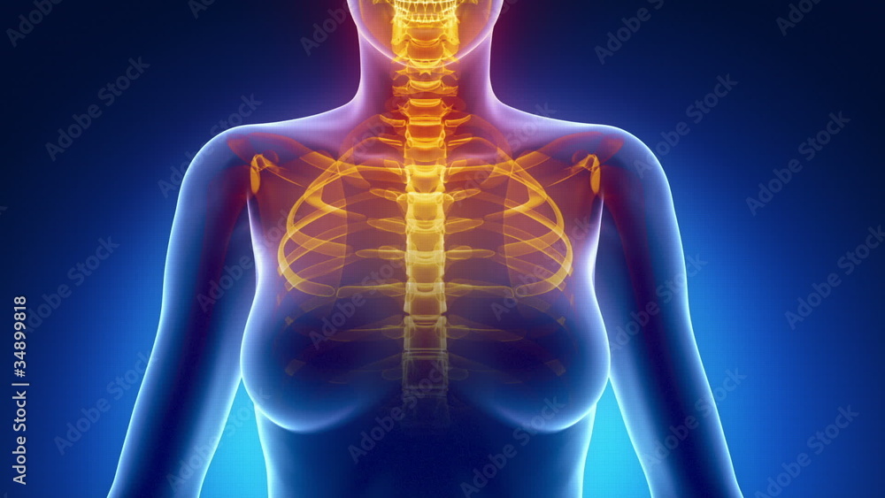 Female scan CHEST anatomy in blue xray loop Stock Video Adobe Stock