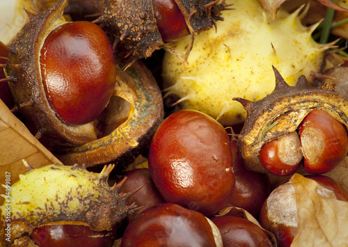 Collection of Conkers or Horse Chestnuts