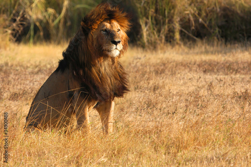 Vieux lion mâle au couchant du Ngorongoro photo