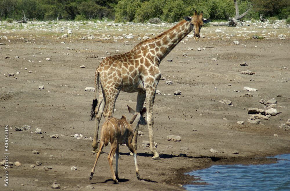 Fototapeta premium scene d'Etosha 2