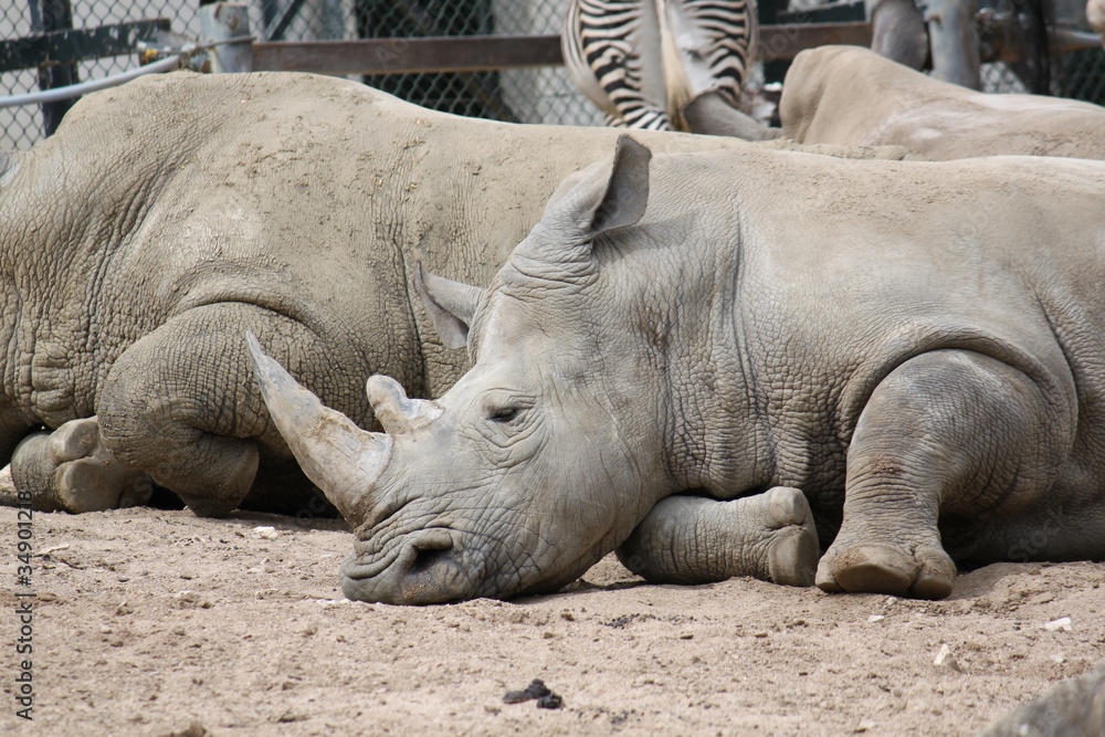 Fototapeta premium White Rhinoceros