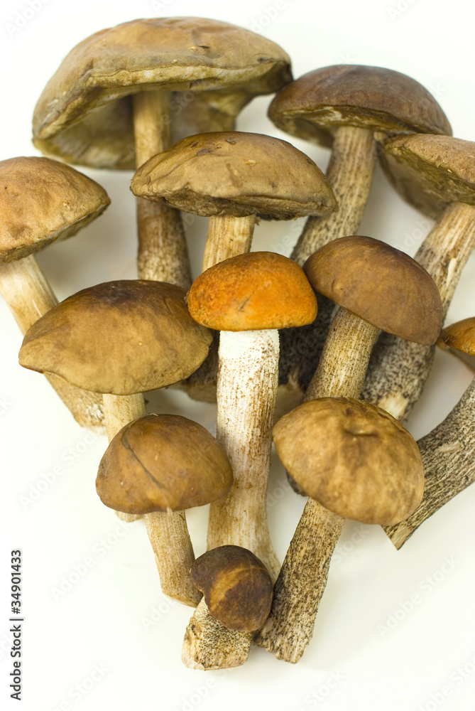 fresh mushrooms on the white background