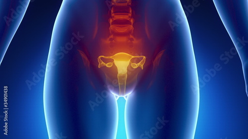 Female scan REPRODUCTIVE ORGANS anatomy in blue x-ray loop