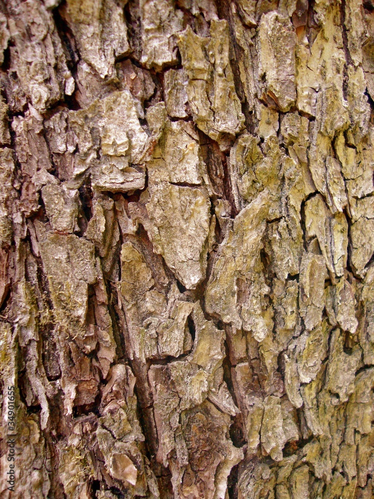 фон,текстура,дерево,природа Stock Photo | Adobe Stock