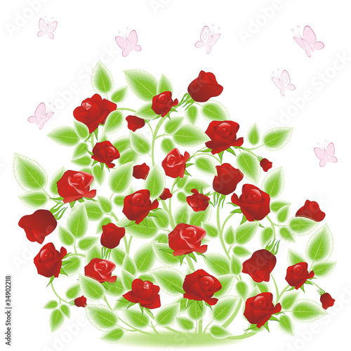 rose bush with butterfly