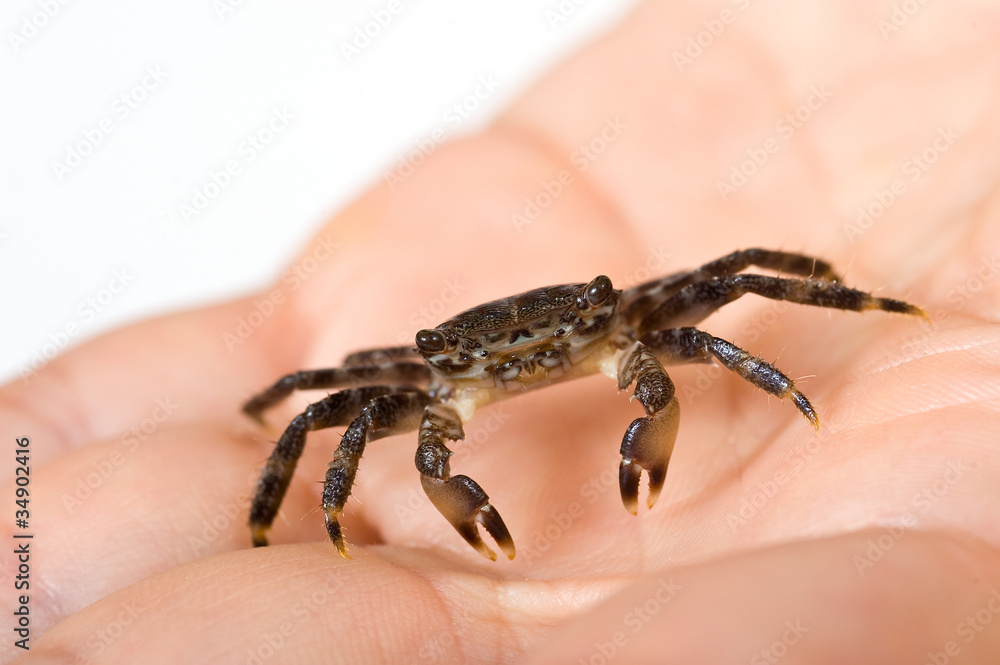 Obraz premium Crab over hand.