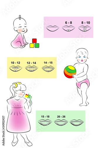 Иллюстрированная схема прорезывания детских молочных зубов.