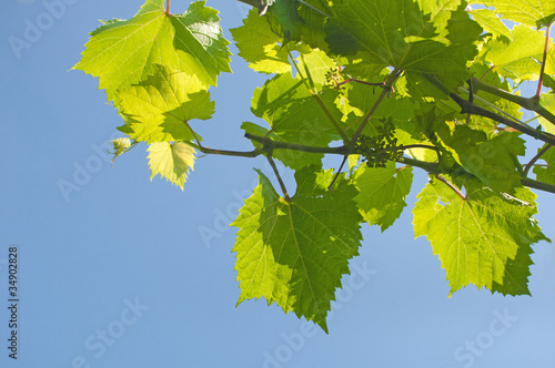 Green leafs and grapevine on blue sky background