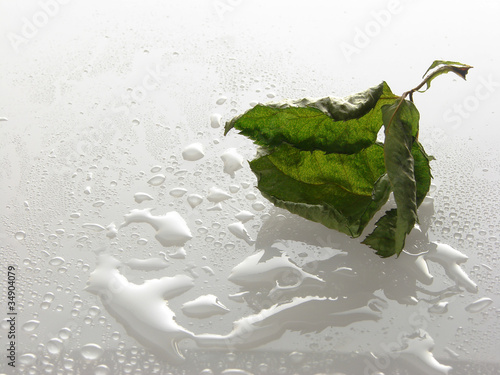 Dry leaf on water