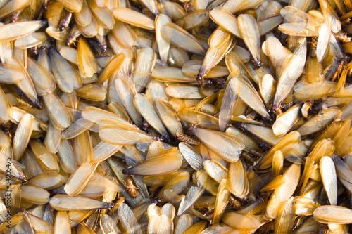 Fotografija Group of insect termite