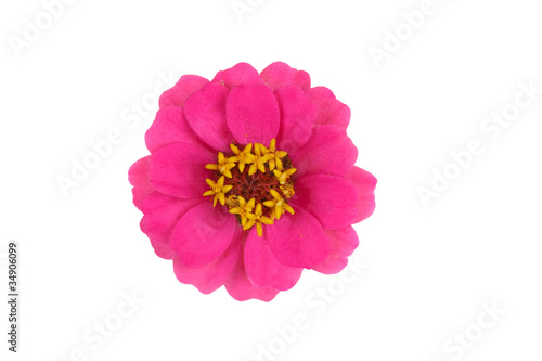 Zinnia (Zinnia violacea) blossom on white background