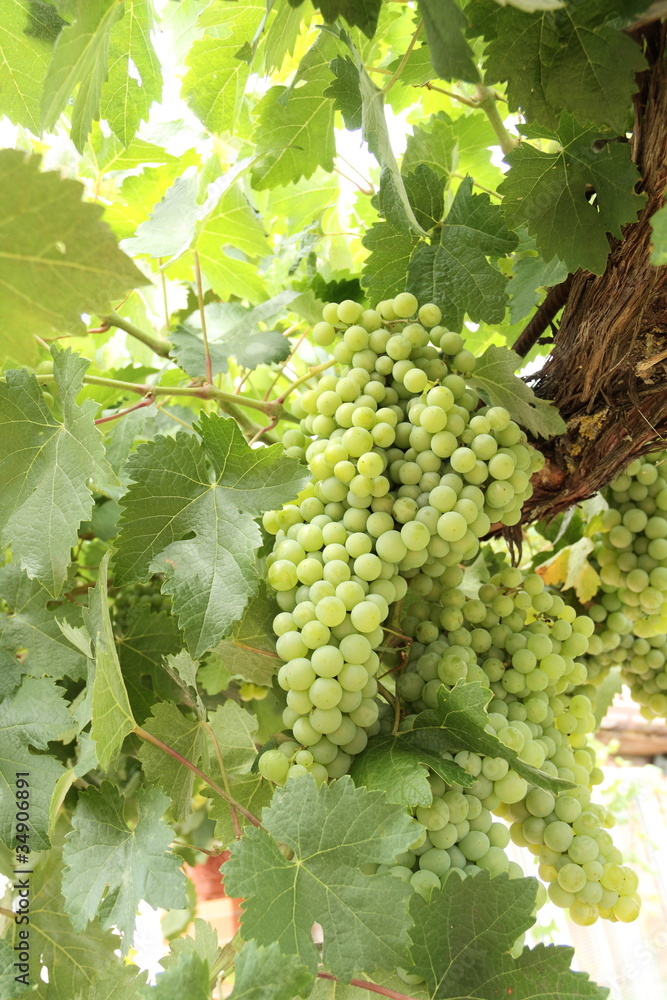 Racimo de uvas Racimo de uvas