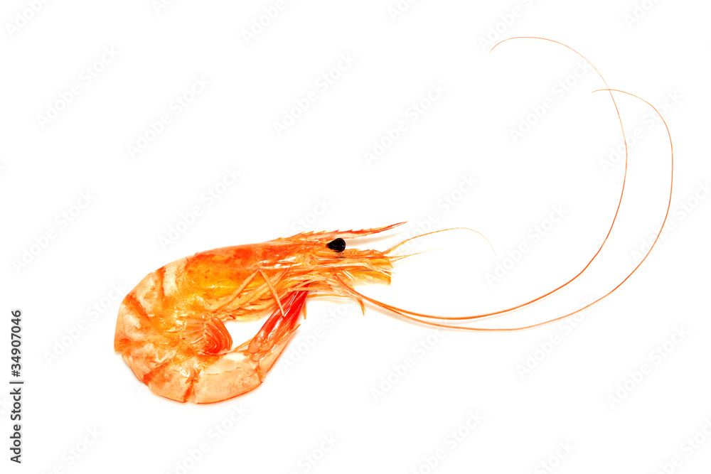 dried shrimp dried shrimp