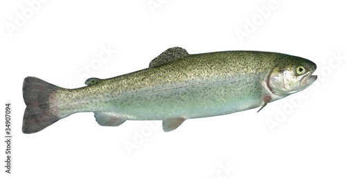 alive rainbow trout