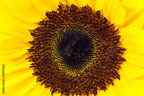 cuore di girasole