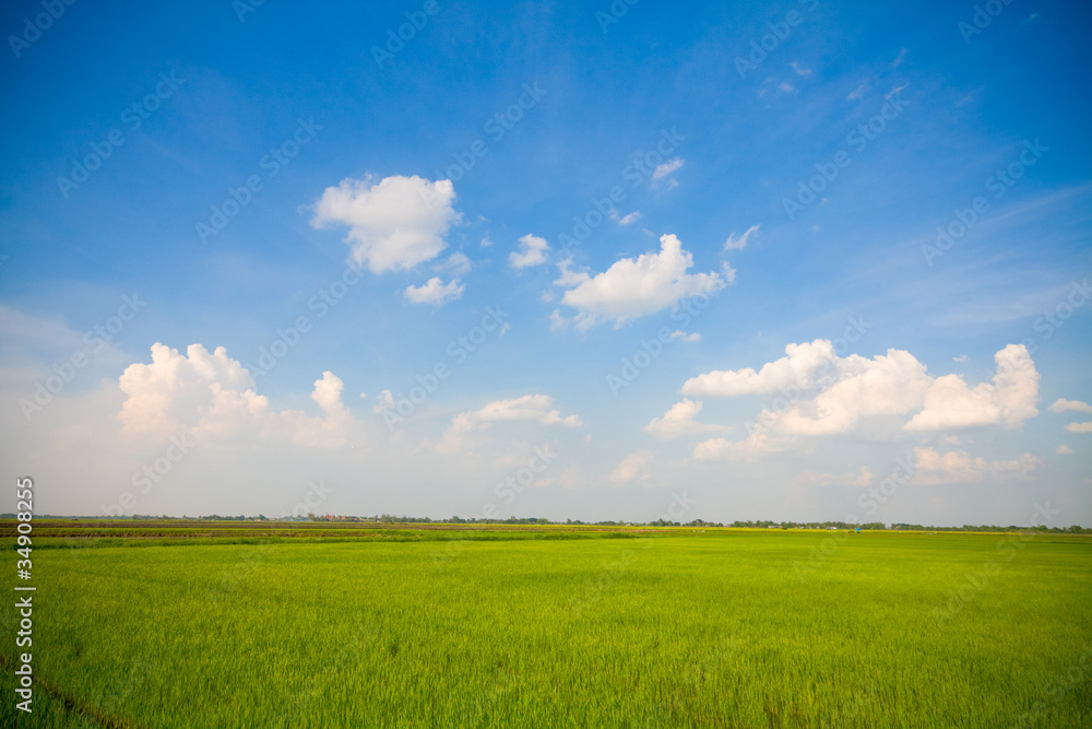 Green grass, the blue sky
