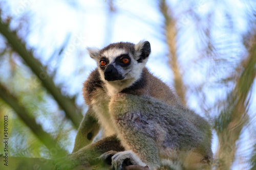 Ring-tailed lemur (lemur catta) © David Hughes