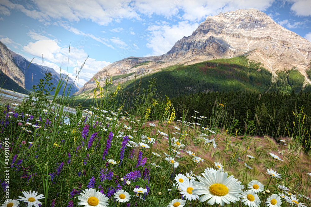 Fototapeta premium Field of daisies and wild flowers
