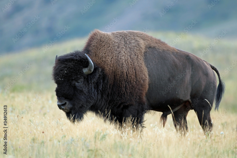 Plains Bison - Waterton Lakes National Park, Alberta Plains Bison - Waterton Lakes National Park, Alberta