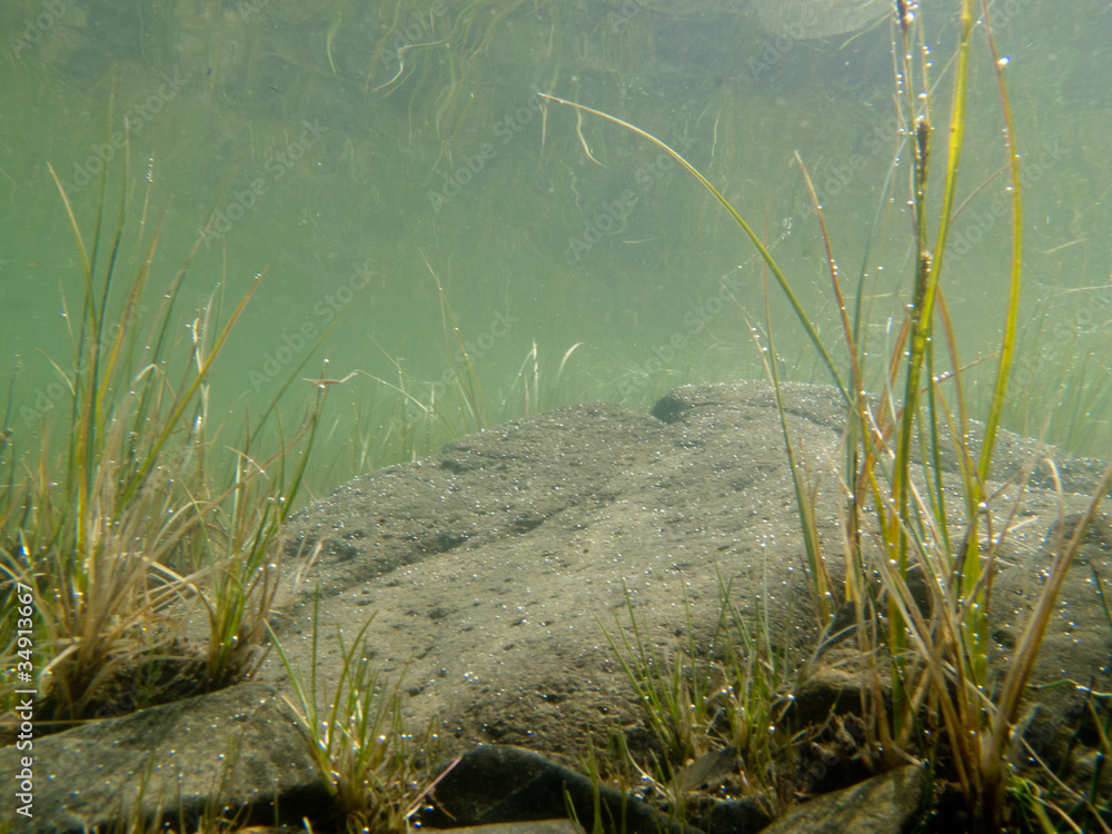 Underwater shot of submerged grass and plants Underwater shot of submerged grass and plants